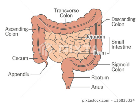 大腸和小腸（空腸和迴腸）的解剖圖 136823324