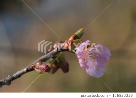 河津櫻花宣布春天的到來 136823336