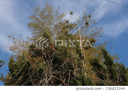 森林裡的樹木在藍天的襯托下格外醒目。 136823344