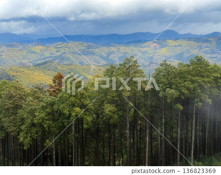 遠處竹筍生長，前景是雪松林，構成了一幅美麗的風景畫。 136823369