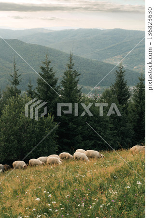Flock of Sheep Grazing Near Forest in Mountain Landscape 136823630