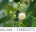 Close-up of the white flowers and buds of Leucaena leucocephala 136823771