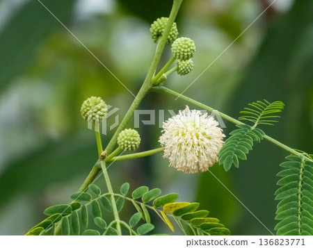 Close-up of the white flowers and buds of Leucaena leucocephala Close-up of the white flowers and buds of Leucaena leucocephala 136823771