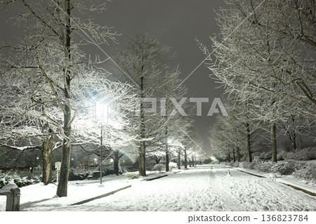 Snowy scenery at night at Niigata Prefectural Sports Park (Niigata City, Niigata Prefecture) 136823784