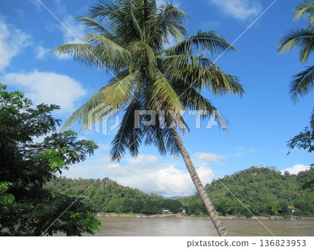 Lush natural scenery along the Mekong River 136823953