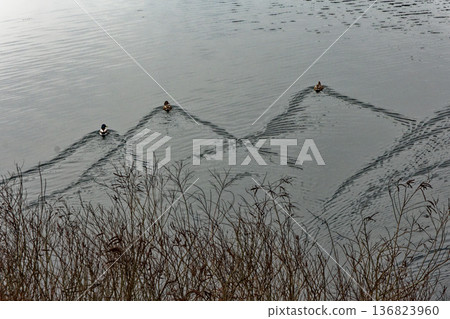 Akigawa Dam Mallard swimming ripples Akigawa Dam Mallard swimming ripples 136823960