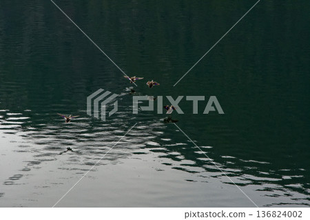 Akigawa Dam Mallard swimming ripples Akigawa Dam Mallard swimming ripples 136824002