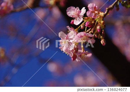 河津櫻花宣布春天的到來 河津櫻花宣布春天的到來 136824077