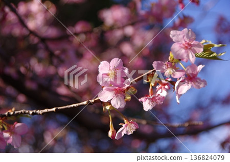 Kawazu cherry blossoms to announce the arrival of spring 136824079