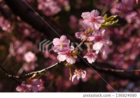 河津櫻花宣布春天的到來 136824080