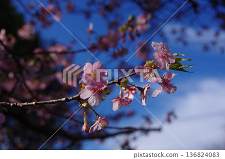 河津櫻花宣布春天的到來 河津櫻花宣布春天的到來 136824083