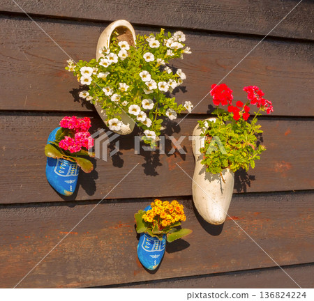 Colorful Flowers In Wooden Clogs On Dark Wall Colorful Flowers In Wooden Clogs On Dark Wall 136824224