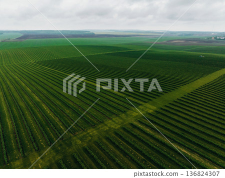 Aerial majestic landscape view of agricultural field 136824307