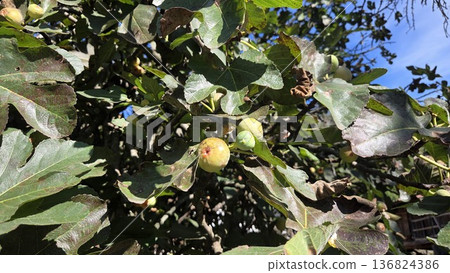 Fig tree with ripe and unripe figs in vibrant greenery under sunny skies 136824386