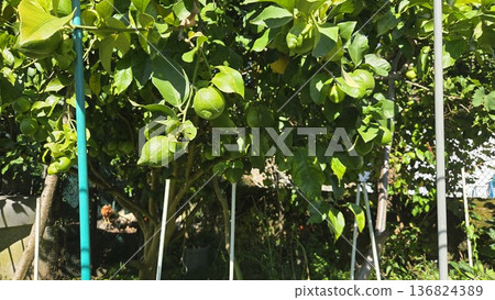 Lush lemon tree with vibrant green lemons in a sunny garden setting Lush lemon tree with vibrant green lemons in a sunny garden setting 136824389