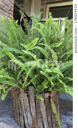 Lush green ferns in rustic wooden planter for garden decor Lush green ferns in rustic wooden planter for garden decor 136824410