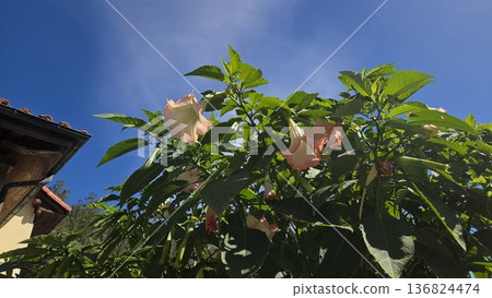 Brugmansia plant with pink flowers in a sunny garden setting. Family Solanaceae. Angel's trumpets Brugmansia plant with pink flowers in a sunny garden setting. Family Solanaceae. Angel's trumpets 136824474