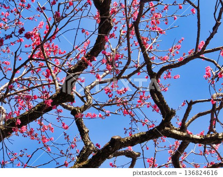 Red plum blossoms hanging from the branches Red plum blossoms hanging from the branches 136824616