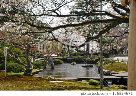 Spring of Kanazawa Kenrokuen Spring of Kanazawa Kenrokuen 136824671