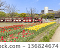 大阪府世博紀念公園的鬱金香與森林小火車 136824674