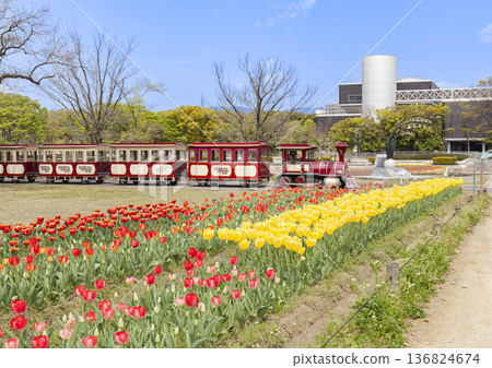 Tulips and Forest Train at Expo Commemoration Park, Osaka Prefecture 136824674