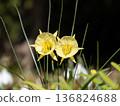 Native daffodil, petticoat daffodil (Narcissus bulbocodium) flower 136824688