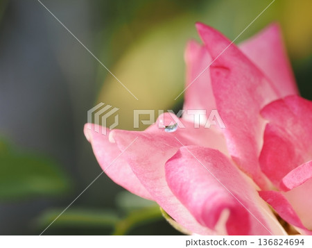 A beautiful drop of water on a rose petal and bokeh in macro photography A beautiful drop of water on a rose petal and bokeh in macro photography 136824694