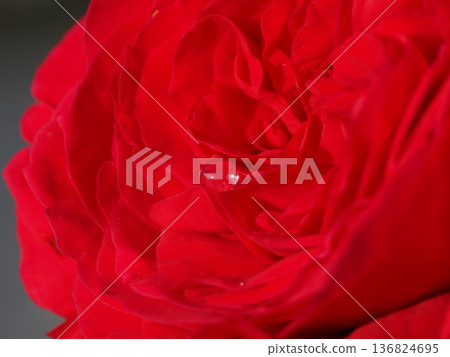 A macro photo of a bright red rose with morning dew-like droplets, taken in a rose garden in Yamaguchi Prefecture. A macro photo of a bright red rose with morning dew-like droplets, taken in a rose garden in Yamaguchi Prefecture. 136824695