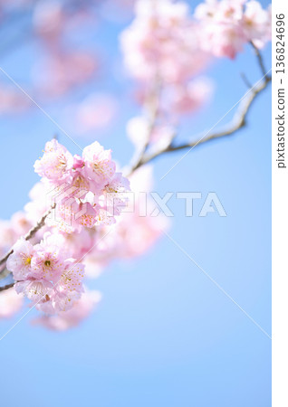 Kawazu cherry blossoms in the blue sky Kawazu cherry blossoms in the blue sky 136824696