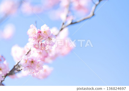Sakura that shines in the blue sky Sakura that shines in the blue sky 136824697