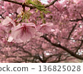 Kawazu Sakura bathed in the spring sunshine 136825028
