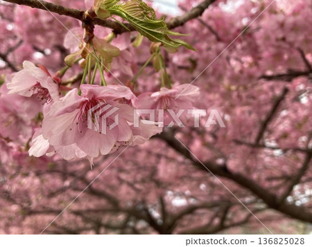 Kawazu Sakura bathed in the spring sunshine Kawazu Sakura bathed in the spring sunshine 136825028