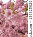 Kawazu cherry blossoms in full bloom 136825029