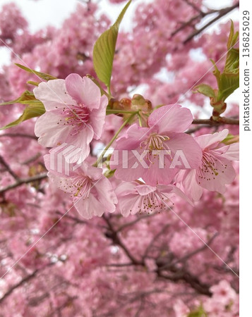 Kawazu cherry blossoms in full bloom Kawazu cherry blossoms in full bloom 136825029