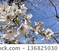 Sakura that shines in the blue sky 136825030