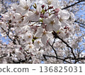 Sakura that shines in the blue sky 136825031
