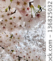 Cherry blossoms are in full bloom 136825032