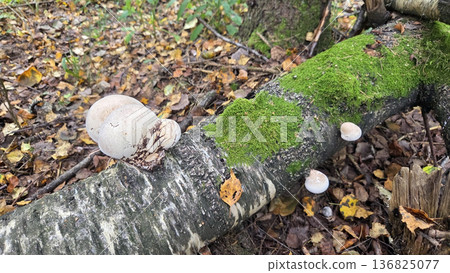 Forest mushrooms on mossy tree trunk in autumn forest scene. Polypores, bracket or shelf fungi. Fomes fomentarius tinder fungus, hoof fungus, tinder conk, tinder polypore or ice man fungus Forest mushrooms on mossy tree trunk in autumn forest scene. Polypores, bracket or shelf fungi. Fomes fomentarius tinder fungus, hoof fungus, tinder conk, tinder polypore or ice man fungus 136825077