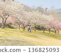 person walking in plum garden 136825093