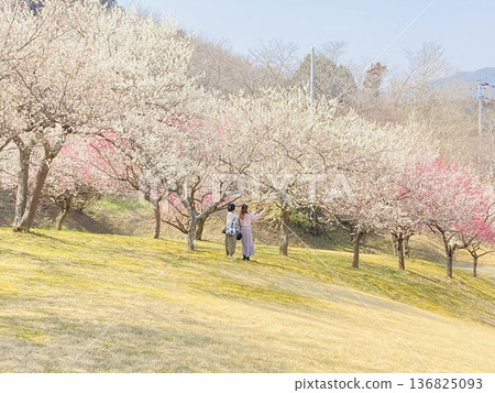 person walking in plum garden person walking in plum garden 136825093