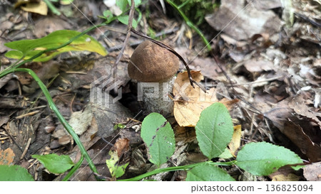 Orange birch bolete mushroom in woodland habitat for nature and educational use. Leccinum vulpinum, foxy bolete. Leccinum versipelle, Boletus testaceoscaber, dark-stalked bolete, orange birch bolete Orange birch bolete mushroom in woodland habitat for nature and educational use. Leccinum vulpinum, foxy bolete. Leccinum versipelle, Boletus testaceoscaber, dark-stalked bolete, orange birch bolete 136825094
