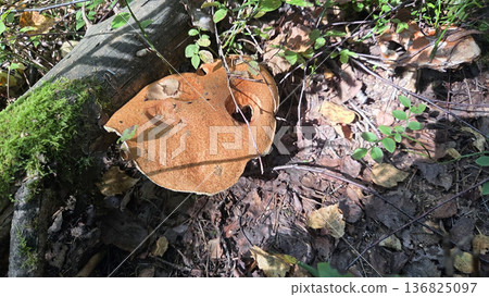 Orange birch bolete mushroom in forest floor habitat - leccinum aurantiacum observation. Leccinum vulpinum, foxy bolete. Leccinum versipelle, Boletus testaceoscaber, dark-stalked bolete Orange birch bolete mushroom in forest floor habitat - leccinum aurantiacum observation. Leccinum vulpinum, foxy bolete. Leccinum versipelle, Boletus testaceoscaber, dark-stalked bolete 136825097
