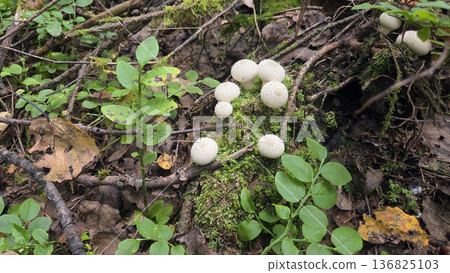 Lycoperdon mushrooms in a forest setting for nature and fungi enthusiasts. Fungi. White Lycoperdon Lycoperdon mushrooms in a forest setting for nature and fungi enthusiasts. Fungi. White Lycoperdon 136825103