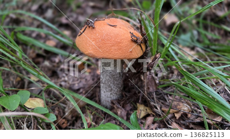 Close-up of leccinum aurantiacum mushroom in natural forest habitat. Leccinum vulpinum, foxy bolete. Leccinum versipelle, Boletus testaceoscaber, dark-stalked bolete, or orange birch bolete 136825113