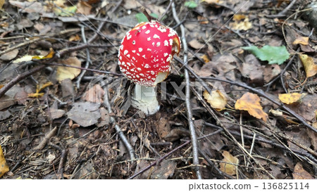 Vibrant amanita muscaria mushroom in natural forest setting. Poisonous or toxic mushroom. Poisonous or toxic mushroom Vibrant amanita muscaria mushroom in natural forest setting. Poisonous or toxic mushroom. Poisonous or toxic mushroom 136825114