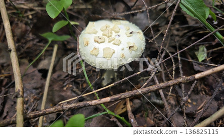 Wild amanita mushroom in forest underbrush captures natural beauty. Poisonous or toxic mushroom 136825115