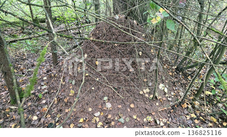 Natural anthill habitat in forest setting with autumn leaves 136825116