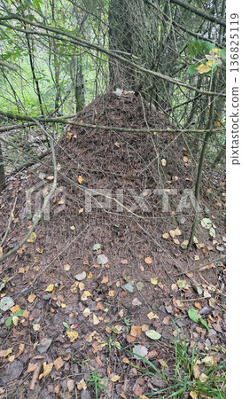 Intricate anthill structure in forest setting with natural surroundings Intricate anthill structure in forest setting with natural surroundings 136825119