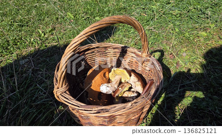 Rustic basket filled with freshly harvested wild mushrooms in a sunny meadow Rustic basket filled with freshly harvested wild mushrooms in a sunny meadow 136825121