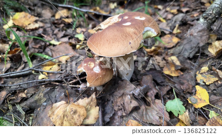 Wild boletus edulis mushroom in autumn forest habitat. Cep, penny bun, porcino. Edible mushroom Wild boletus edulis mushroom in autumn forest habitat. Cep, penny bun, porcino. Edible mushroom 136825122